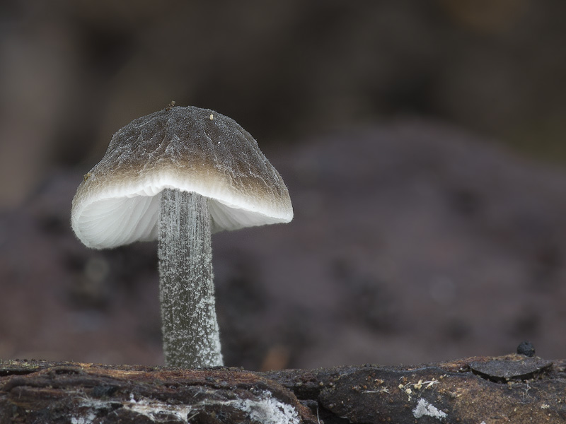 Pluteus thomsonii